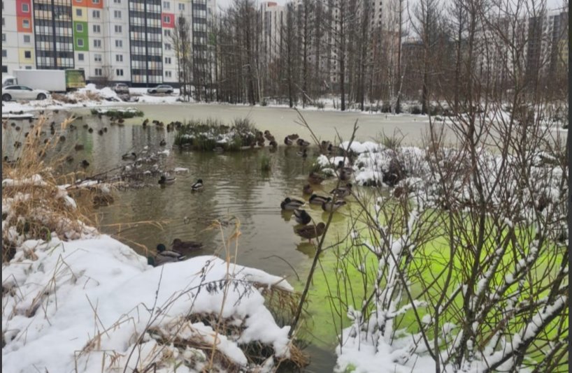 Фото: telegram-канале «Всеволожск»