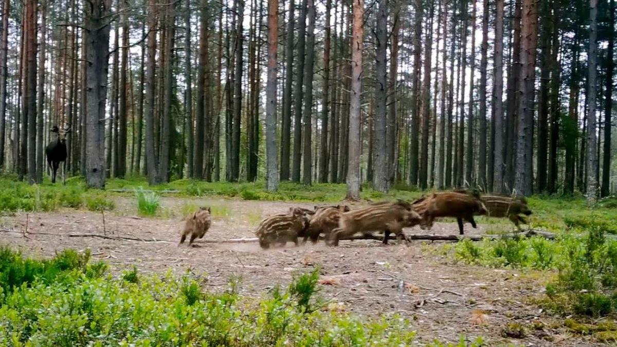 Фото: Павел Глазков / «Каждой твари по паре»