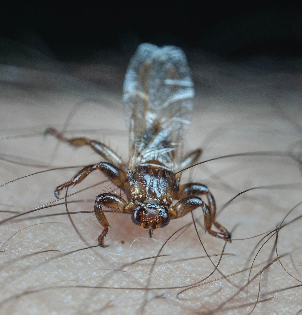 Так выглядит лосиная муха 
 Фото:  «Каждой твари по паре / Павел Глазков»