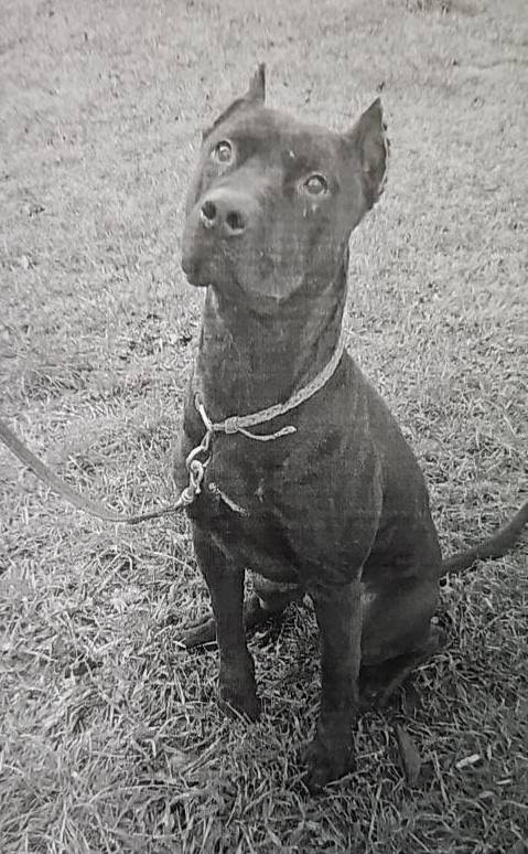 Собака Каленика. Фото: объединенная пресс-служба судов Петербурга