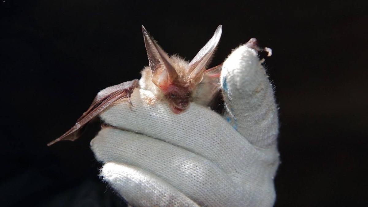 Ленинградский зоопарк приглашает на День летучих мышей