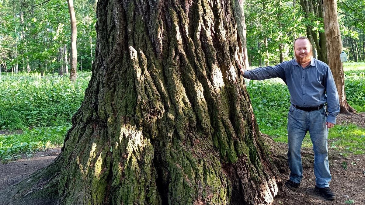 Экоактивисты просят признать лиственницу в Удельном парке памятником природы