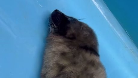 Скриншот видео: Фонд друзей балтийской нерпы