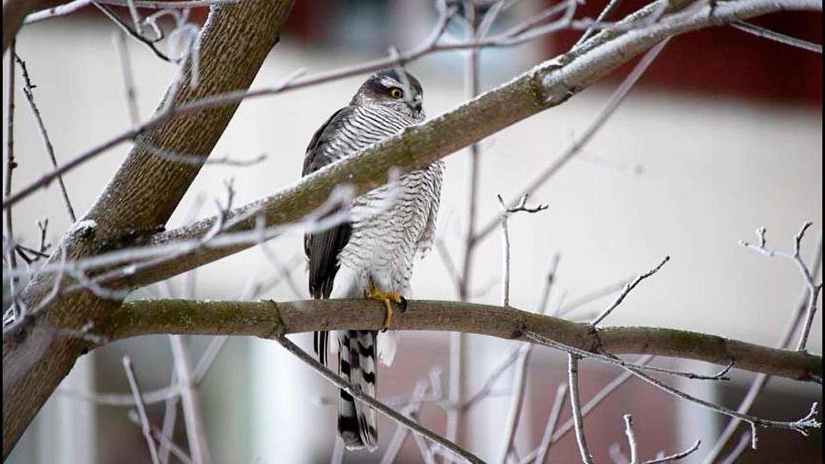 Фото: «Каждой твари по паре» / Людмила Горбунова