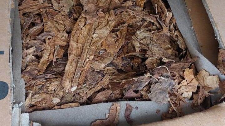 Фото: Северо-Западное управление Россельхознадзора