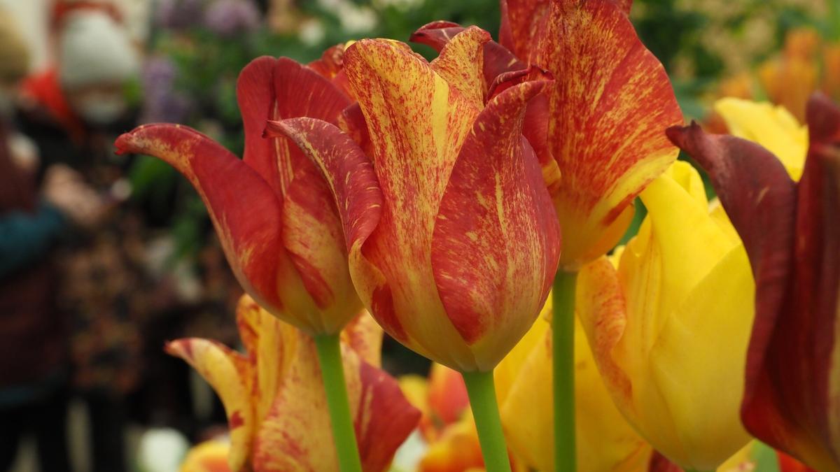 Мужчине грозит до 4 лет тюрьмы за кражу цветов для девушки