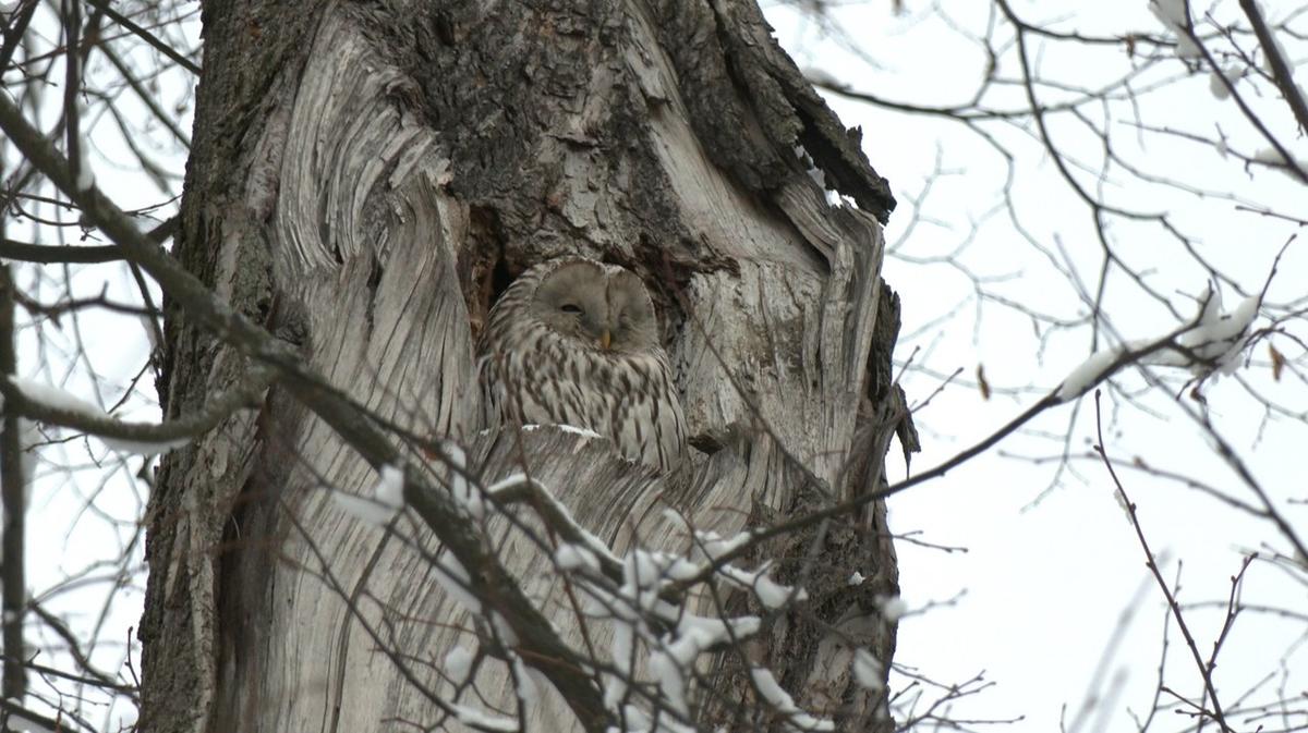 Живая страничка Павла Глазкова: на Елагин остров прилетела уральская неясыть