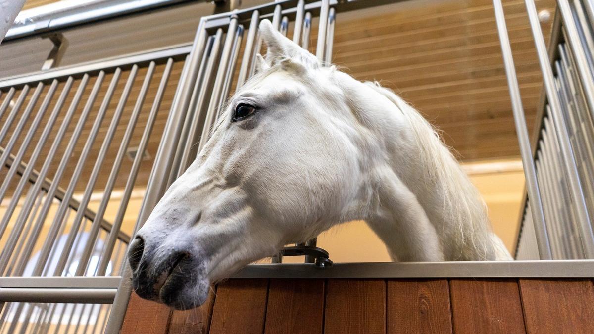 Фото: Светлана Гриб / ГМЗ «Царское Село»