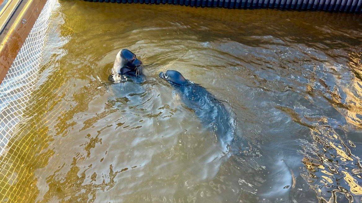 Под занавес сезона нерпы Крошик и Шлиссик сразились на дуэли