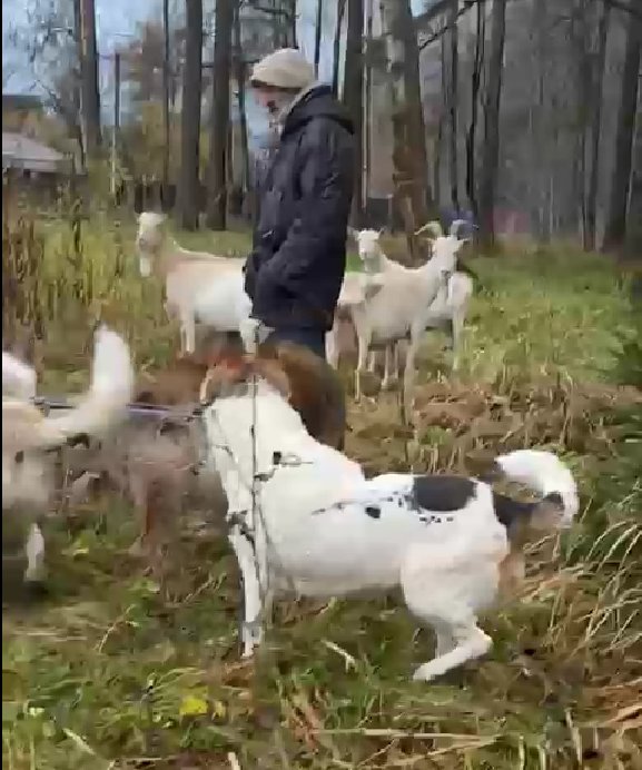 Скриншот видео активистов, защищающих парк (собаки автора видео)