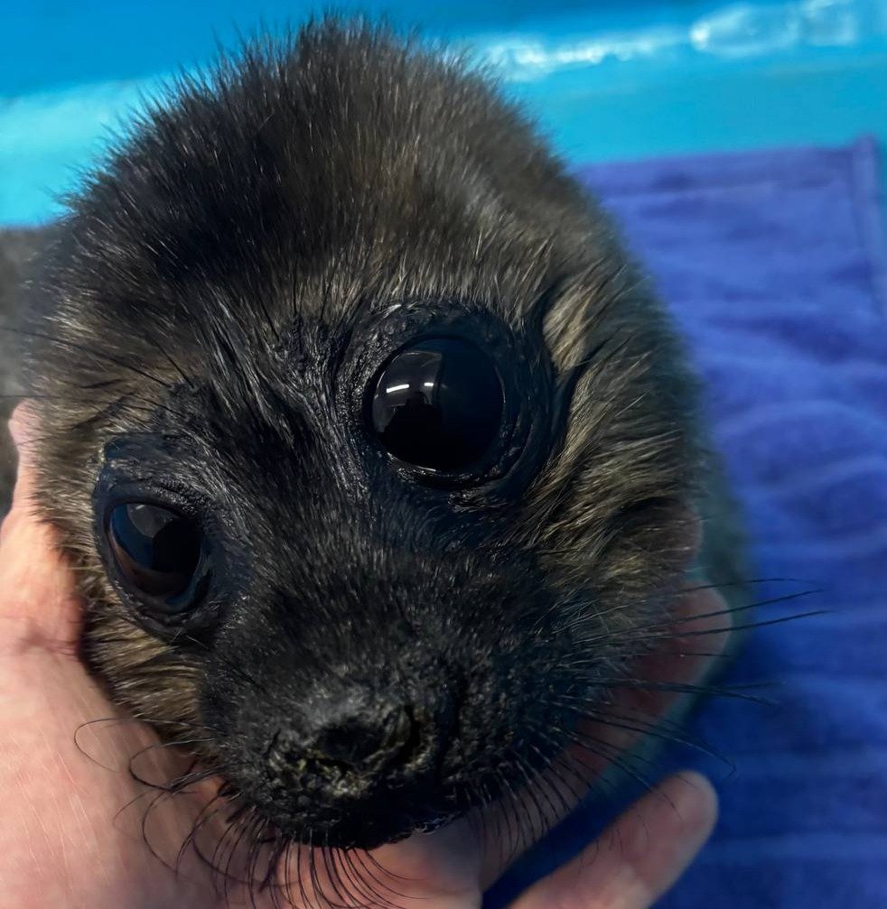 Фото: Фонд друзей балтийской нерпы