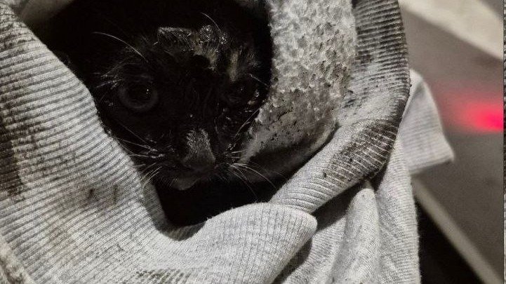 Фото:«Кошкиспас»