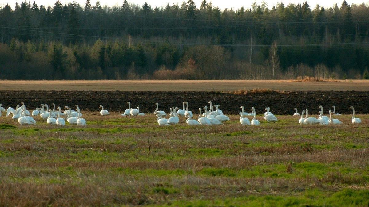 Живая страничка Павла Глазкова: полтысячи курлыкающих лебедей приземлились на одном поле в Ленобласти