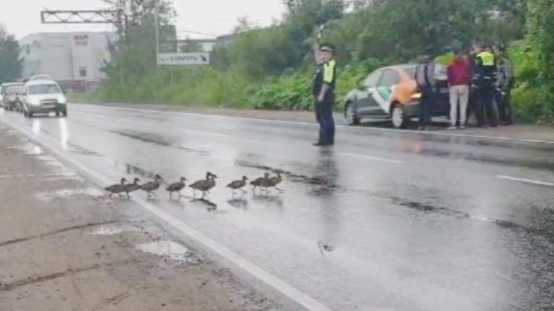Скриншот: ГУ МВД по Петербургу и Ленобласти