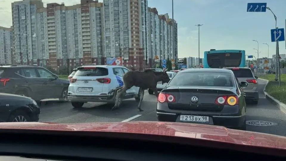 Фото: «Наш Приморский район»