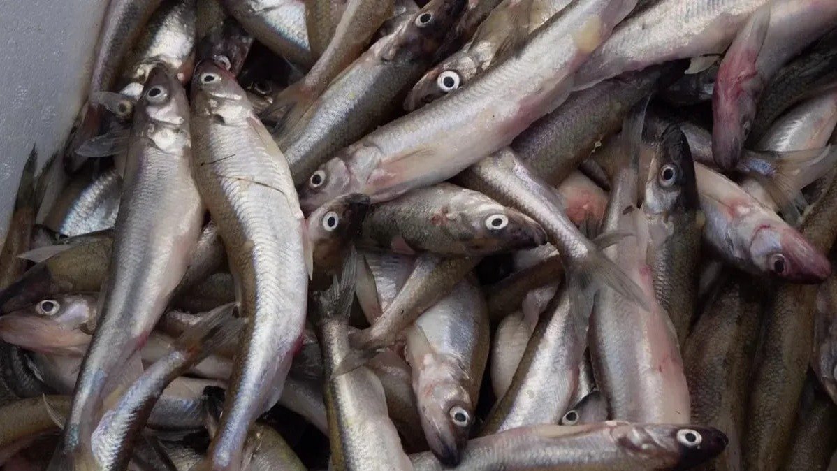 Фото: Дмитрий Абрамов / МР7