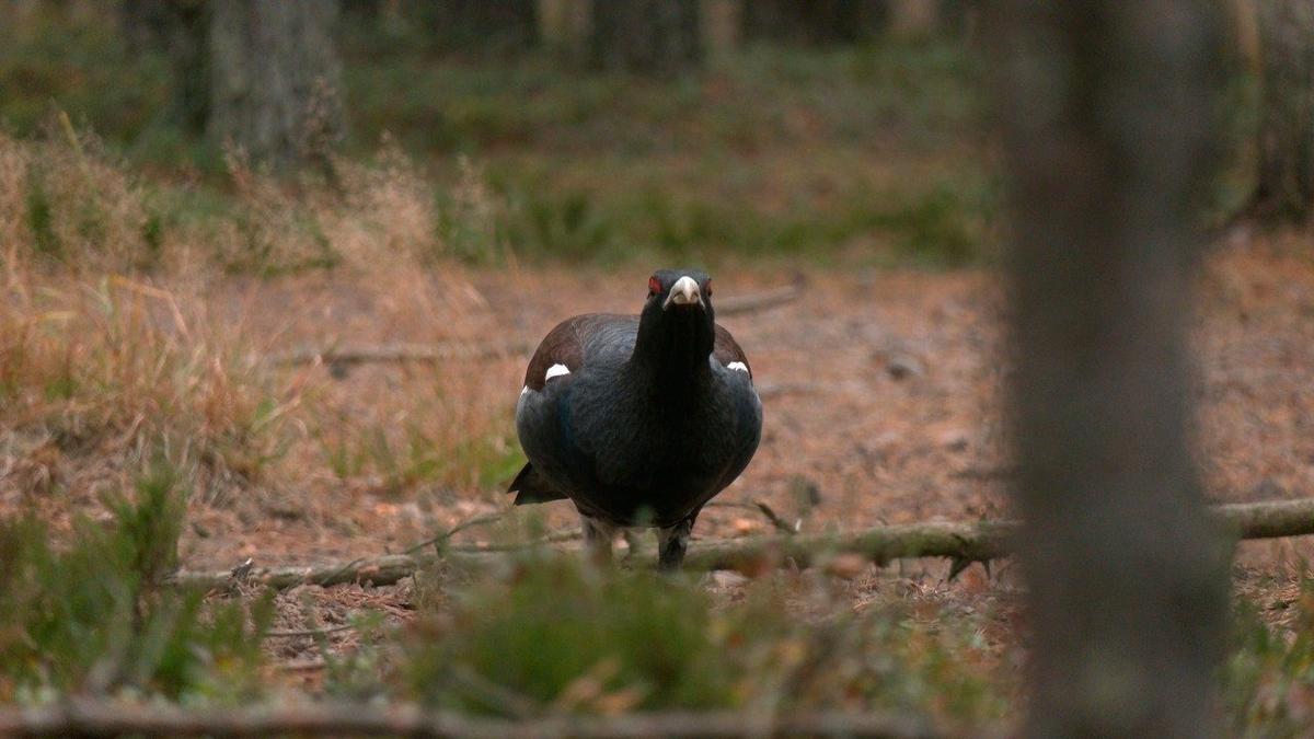 Фото: Павел Глазков / «Каждой твари по паре»