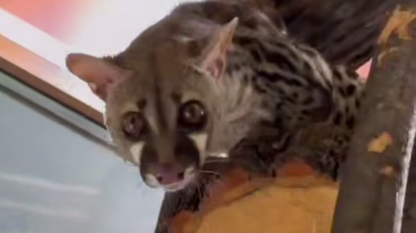 Скриншот видео: Ленинградский зоопарк