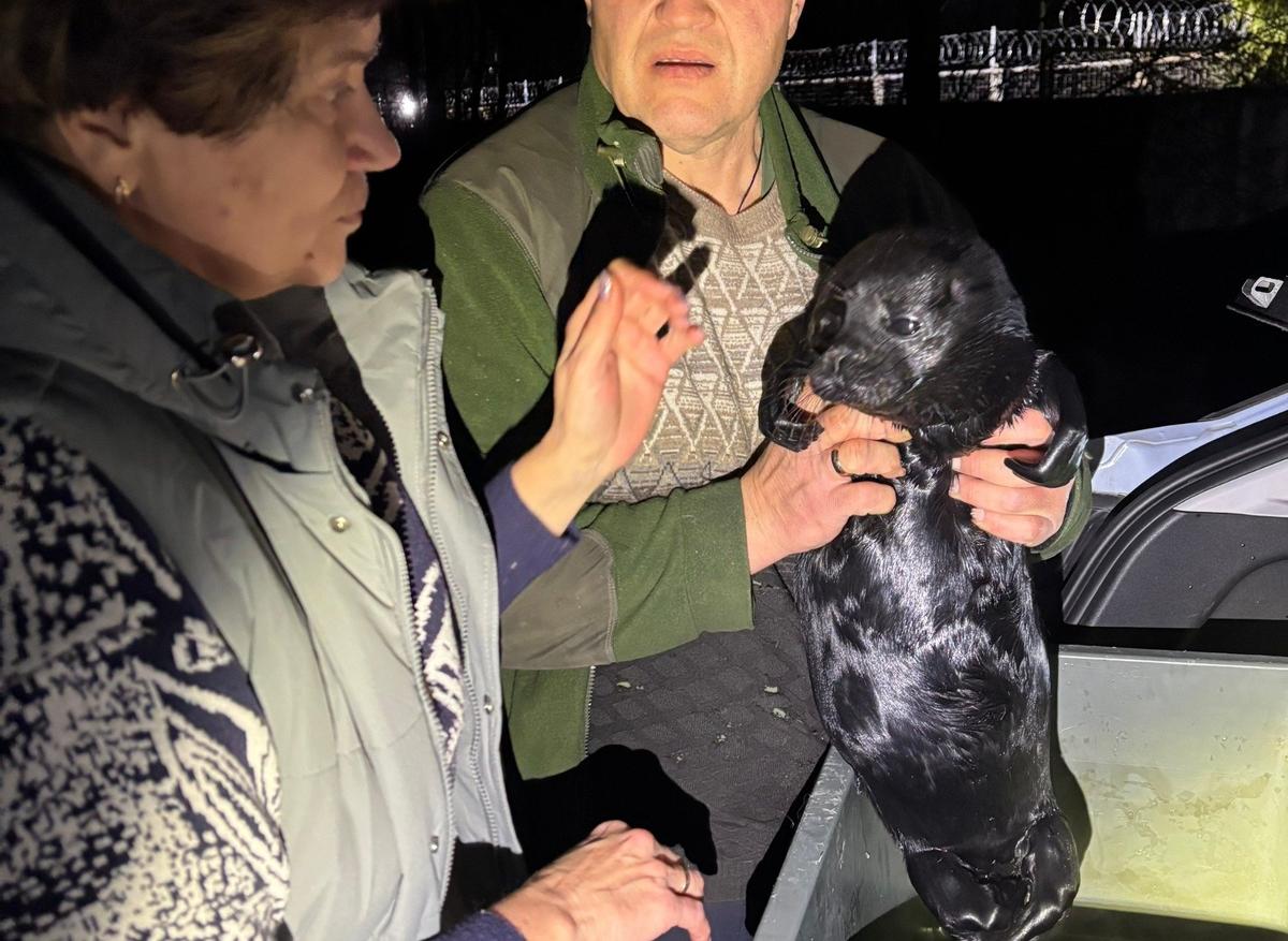 Фото: «Фонд друзей балтийской нерпы»