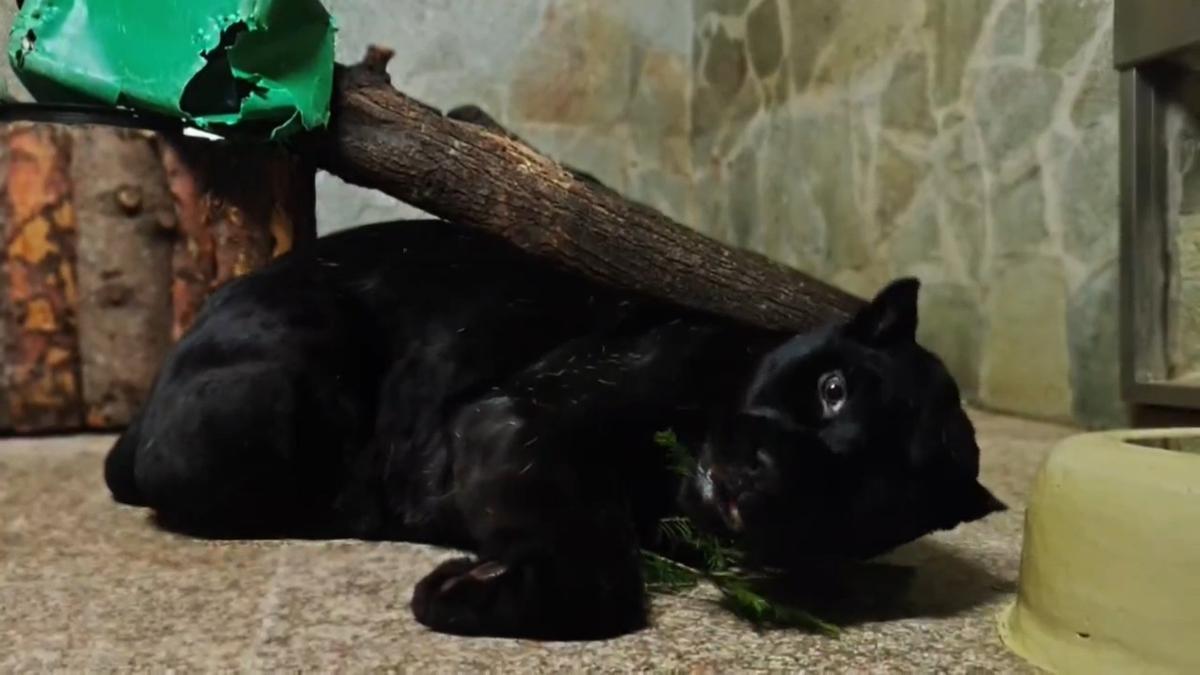 Чёрный ягуар Ричард из Ленинградского зоопарка отдохнул на сеансе ароматерапии