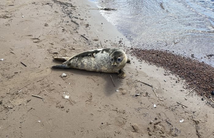 Троих тюленей после реабилитации в Репино выпустили в Финский залив