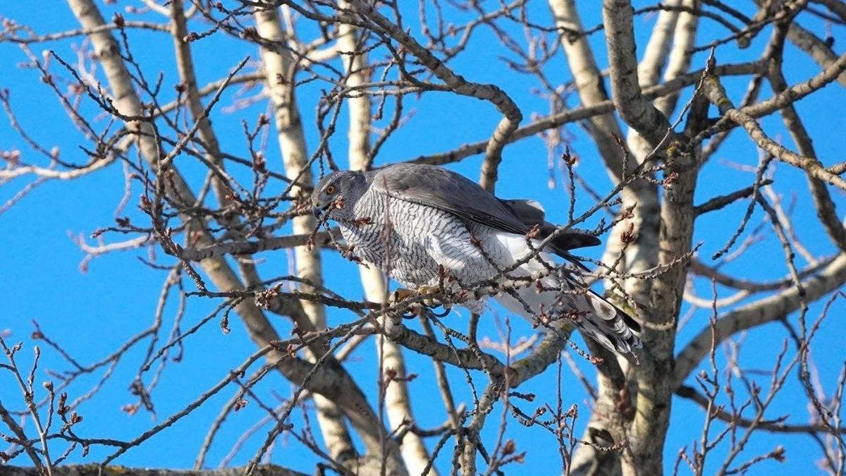 Фото: Станислав Крутоверцев / «Каждой твари по паре»
