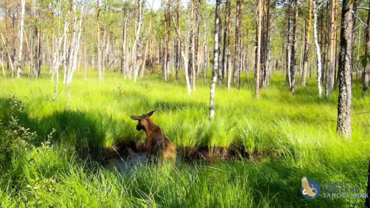 Скриншот видео: «Каждой твари по паре»