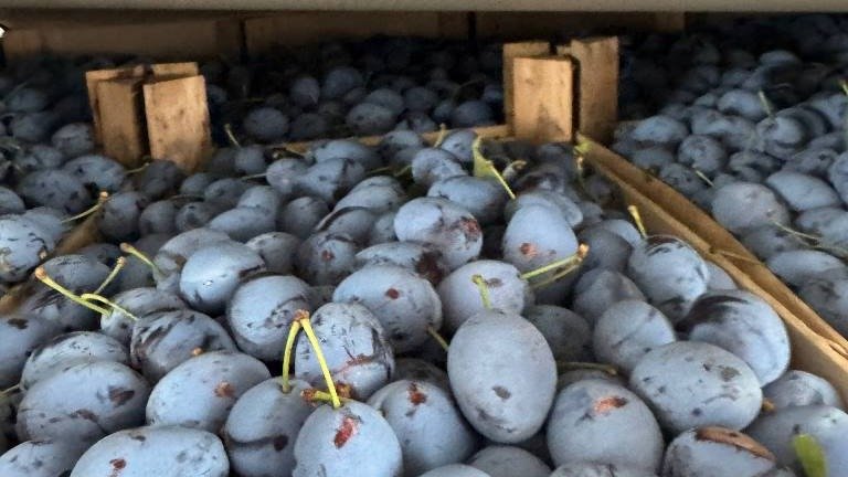 Фото: Северо-Западное управление Россельхознадзора