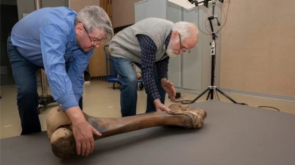 В Ленинградской области покажут мамонта