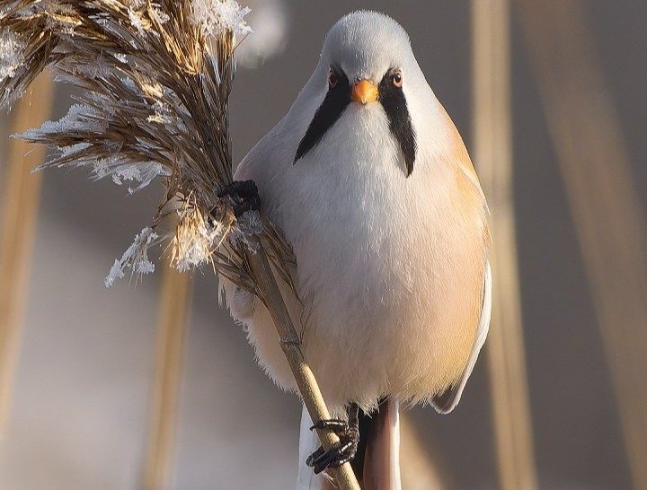 Фото: Станислав Крутовцев / «Каждой твари по паре»