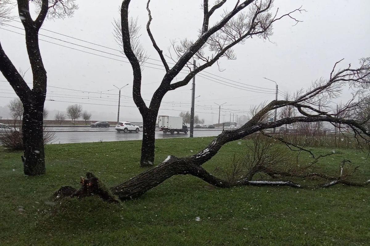 Фото: комитет по благоустройству Петербурга