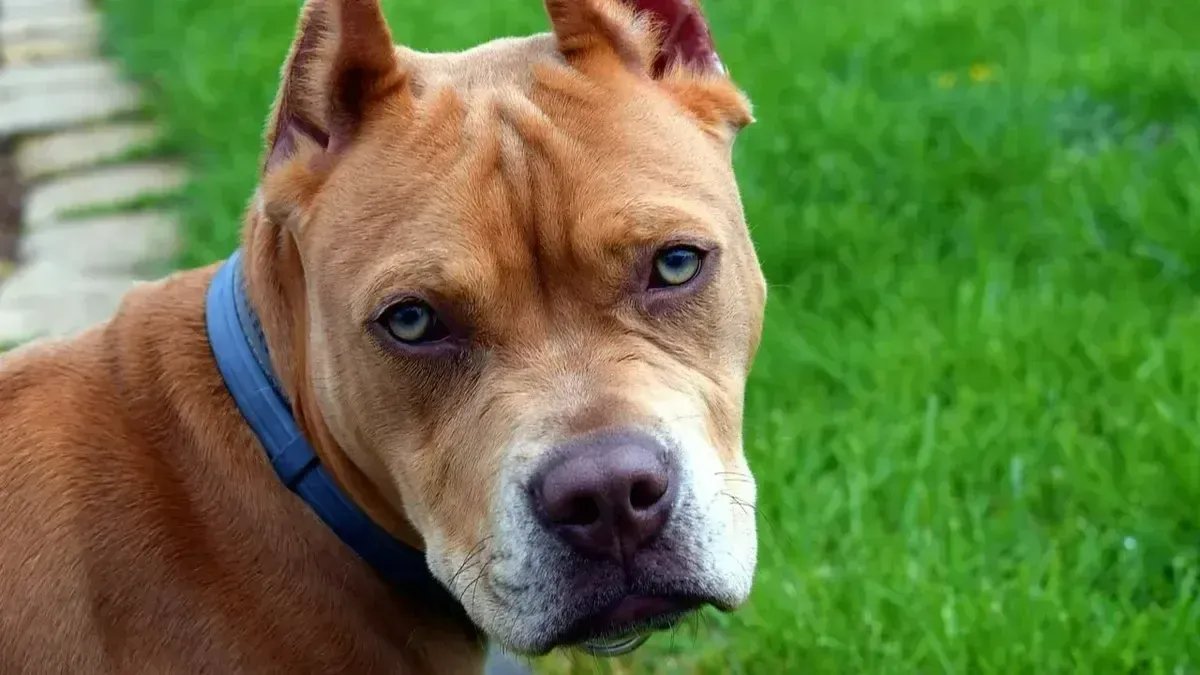 СК начал проверку после нападения питбуля на четырёхлетнего ребёнка в Выборгском районе