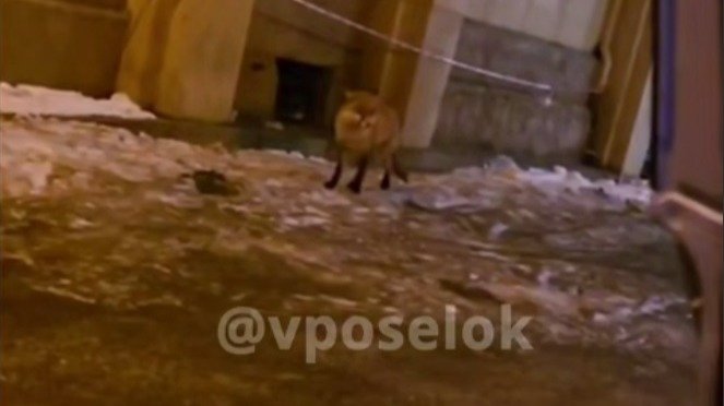 Скриншот видео: telegram-канал «Веселый поселок — Невский район СПб»