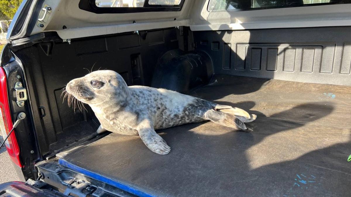 Худенького тюленёнка нашли в Кингисеппском районе Ленобласти