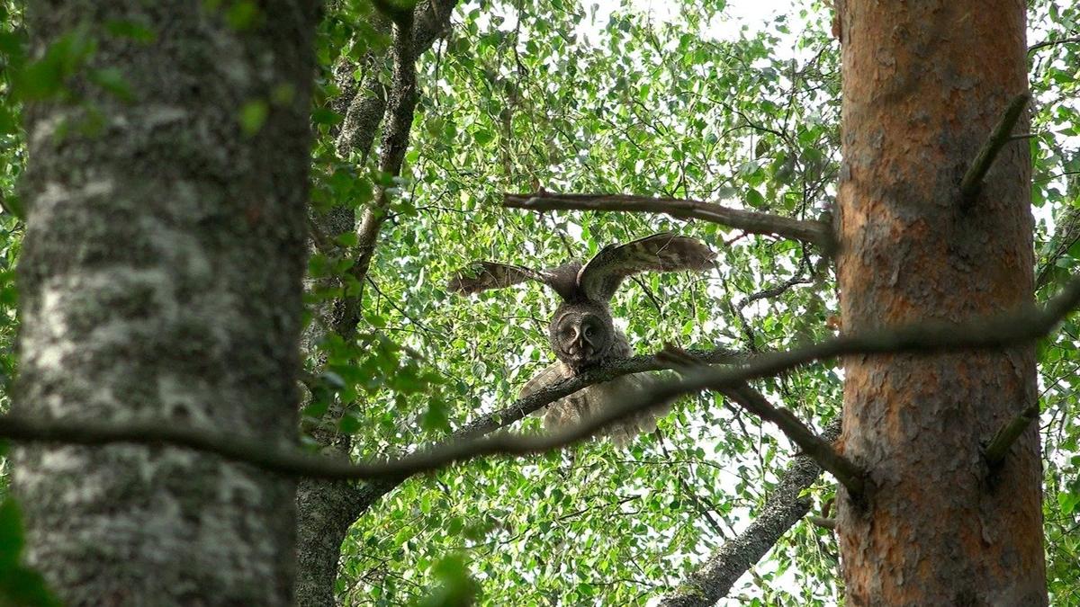 Живая страничка Павла Глазкова: бородатые неясыти под Петербургом тоже начинают день с «потягушек»