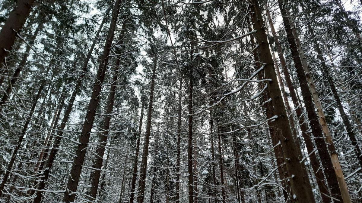 Документы на слушаниях по вырубке леса под Зеленогорском оказались ложными