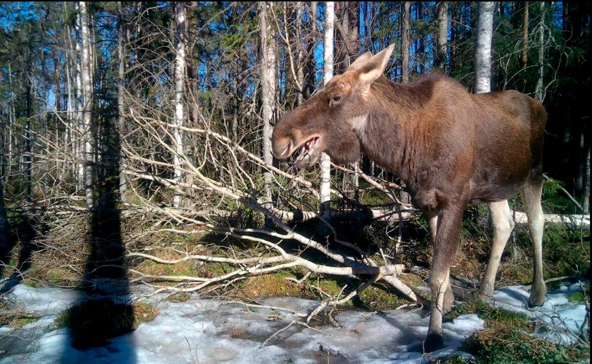 Фото: «Каждой твари по паре» / Павел Глазков