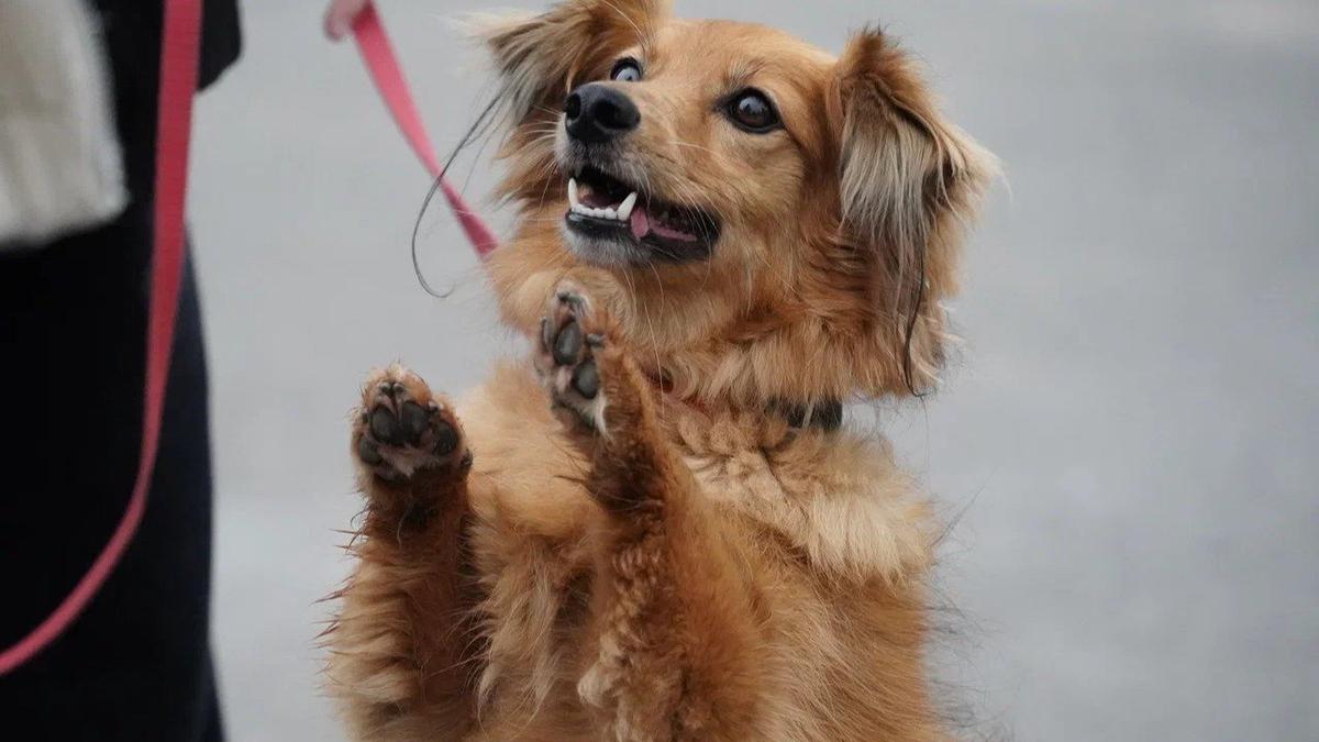 Фото: Павел Борисенко / MR7