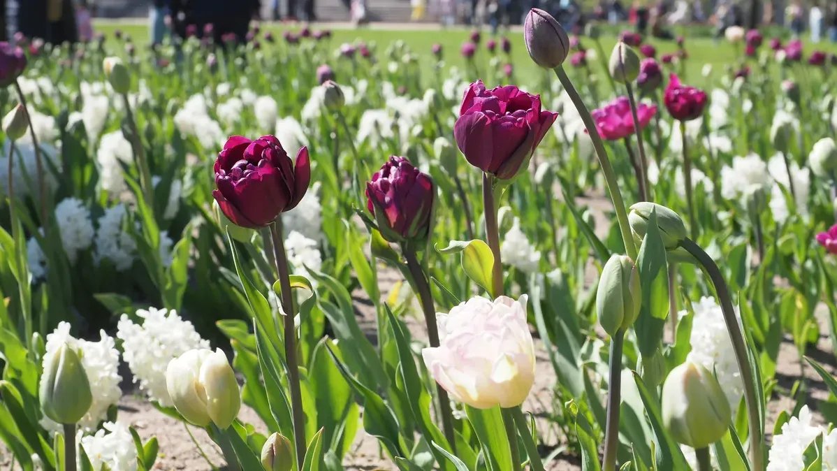 Фестиваль тюльпанов на Елагином острове пройдёт 17 и 18 мая