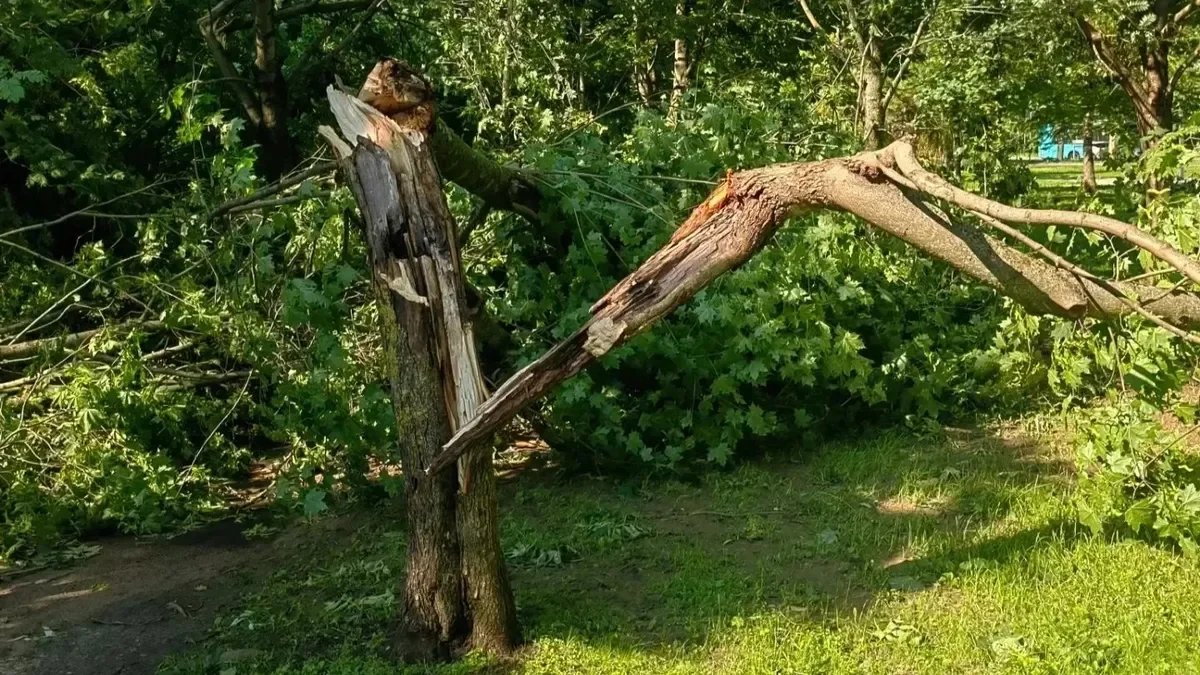 Фото: комитет по благоустройству Петербурга