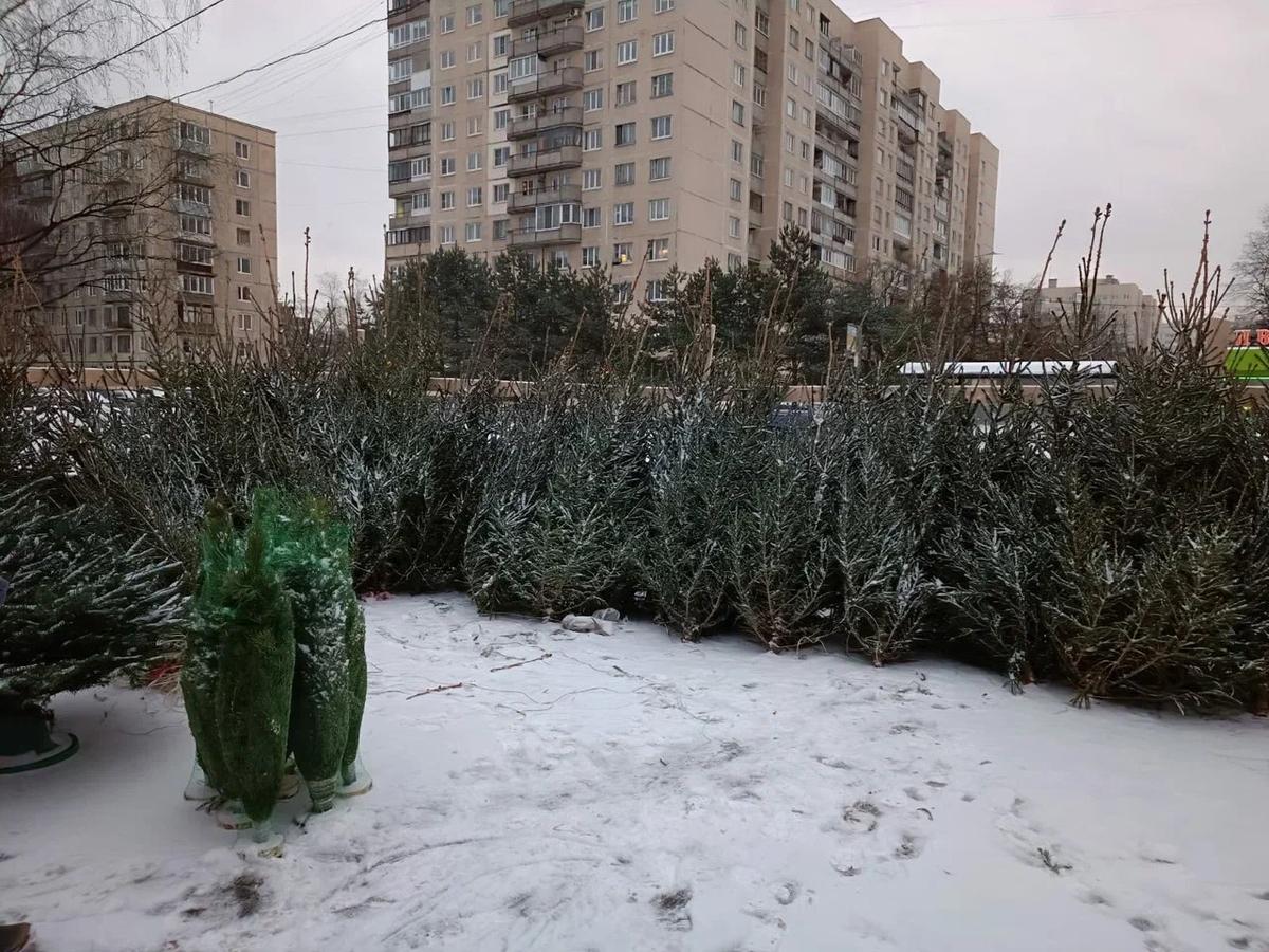 Фото: пресс-служба комитета по контролю за имуществом Петербурга