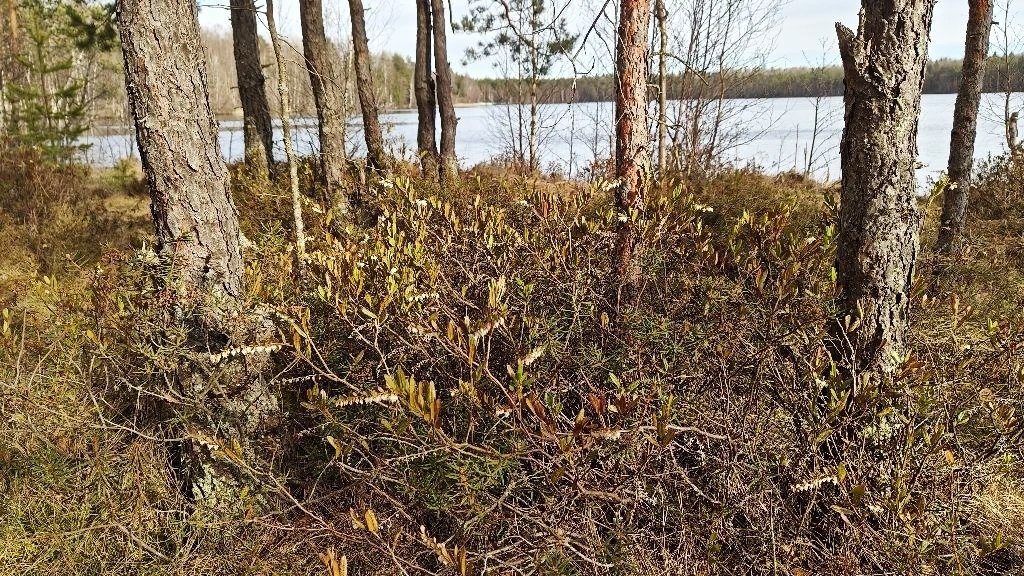 Фото: Павел Глазков / «Каждой твари по паре»