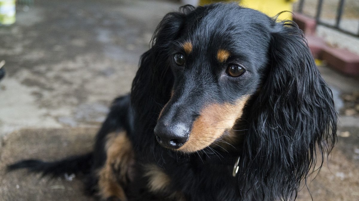 Жителя Ленобласти приговорили к 1,5 годам лишения свободы за убийство таксы на глазах у детей