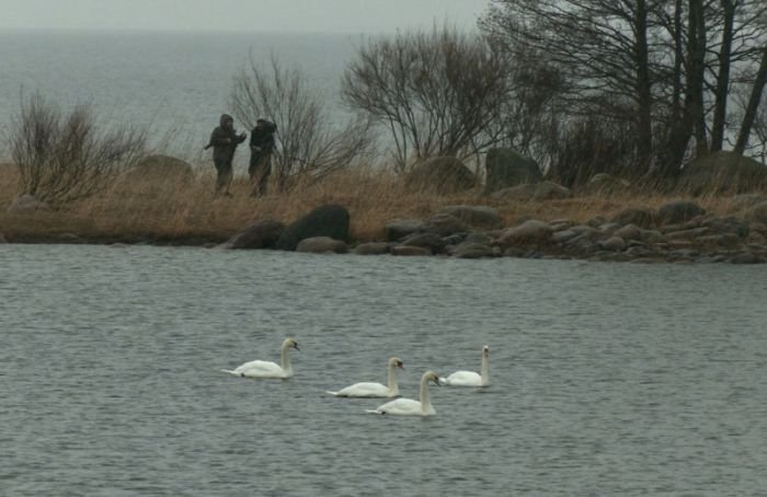 Живая страничка Павла Глазкова: 120 лебедей остались на зимовку на Финском заливе