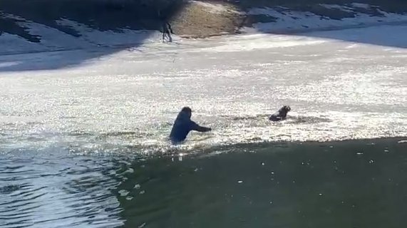 В парке «Серебряный пруд» мужчина спас тонущую собаку