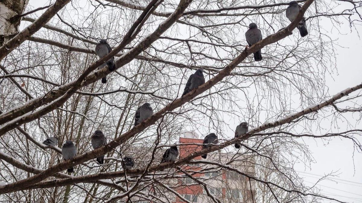В Петербурге хотят скорректировать правила кормления птиц