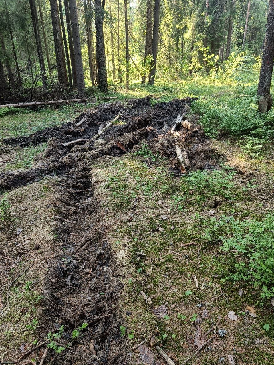 Последствия заезда тяжёлых машин в лес. Фото: предоставлено участниками субботника