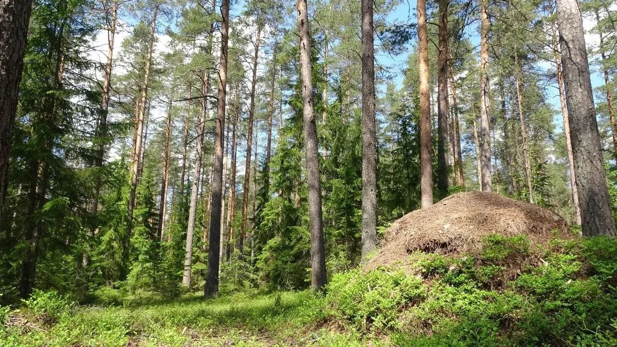 Фото: «Сохраним лес Зеленогорска и заказник Щучье озеро»
