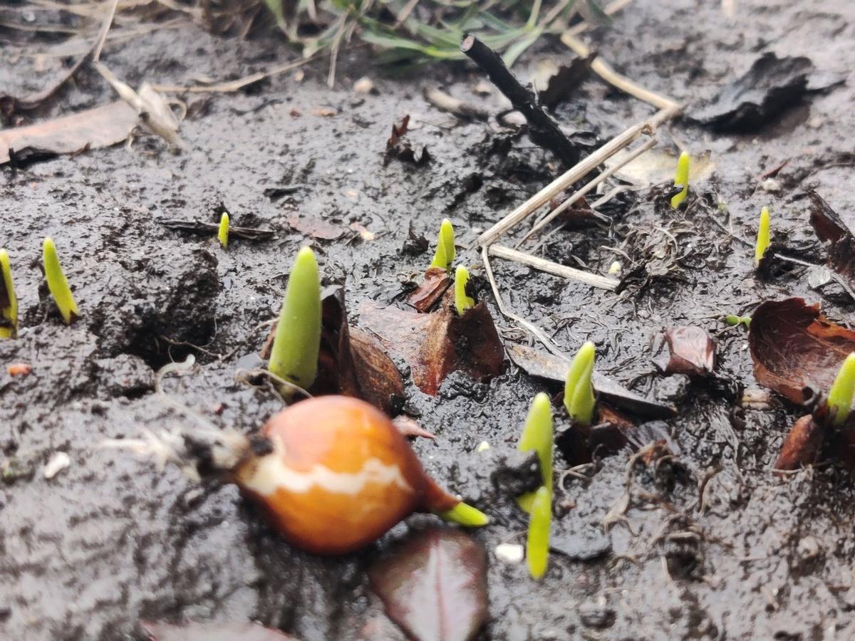 Цветы приняли оттепель за весну и стали пробиваться из-под земли. Фото: Антон Кубышкин / «Грибы и Грибники СПб»