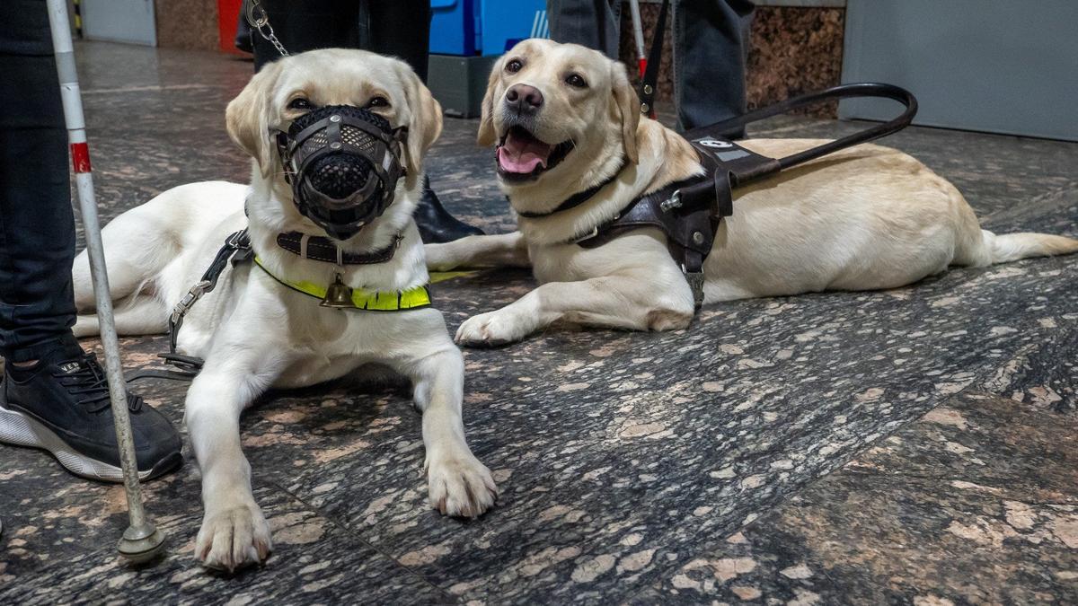 Виновной в нападении на незрячую назначили 200 часов обязательных работ
